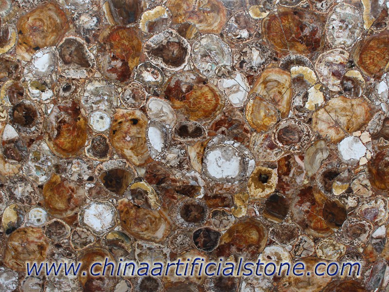 Petrified Wood Gemstone Semi Precious Stone Cross Cut Slabs 